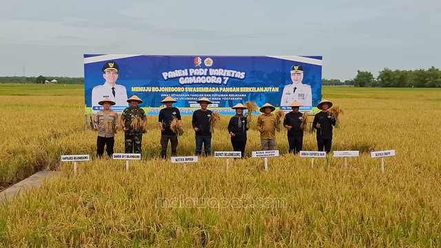 jajaran Forkopimda dan UGM melakukan panen Varietas Padi Unggul ‘Gamagora 7’ 11,4 Ton per 1 ha di Kepohbaru, Sabtu (28/2). Foto : Rinna H.