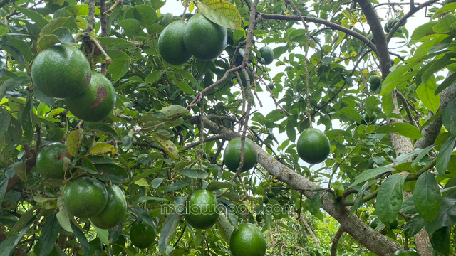 Pohon alpukat berbuah lebat menarik untuk dipetik. Foto :Aim/ Rinna H.