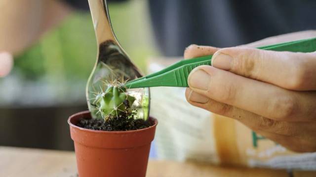 Menanam tanaman kaktus dari biji-pot pada bibit kaktus