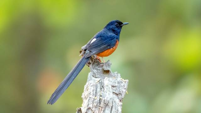 Burung Murai Batu atau Kucica Hutan tubuh hampir seluruhnya hitam, kecuali bagian bawah badan berwarna merah cerah hingga jingga kusam-(Shutterstock Images)