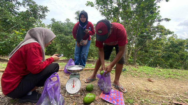 Petani alpukat menimbang buah yang dipetik untuk dibeli. Foto : Aim/ Rinna H.
