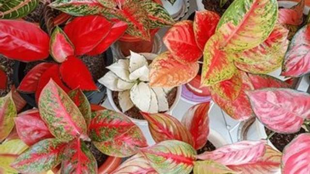 Cara Menanam dan Merawat Tanaman Aglaonema