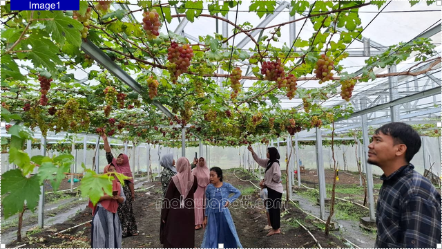 Keramaian pengunjung di wisata petik anggur di Desa Bandungrejo Kecamatan Ngasem, Bojonegoro, Minggu (14/12). Foto : Rinna H.
