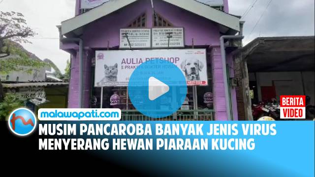 Musim Pancaroba Banyak Jenis Virus Menyerang Hewan Piaraan Kucing