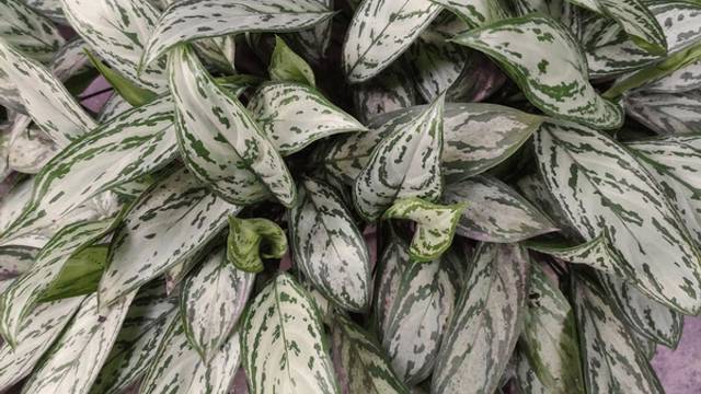 Varietas Aglaonema 'Silver Queen' -&nbsp;(Shutterstock Images)