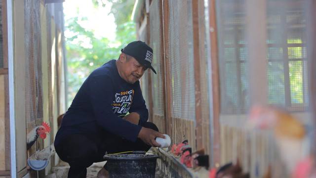 Ketua Kelompok Tani Jengkar mandiri sedang memberikan makan ayam KUB. Foto : dok./Rinna H.