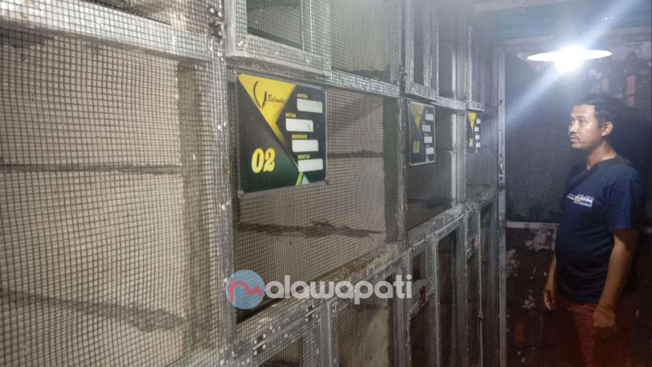 Teknik Poligami Murai Batu Raih Untung Melimpah Dibanding Teknik Alami