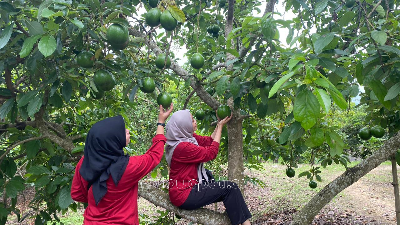Yuk Coba Destinasi Kebun Alpukat Wonocolo di Bojonegoro, Petik Buah dari Pohon