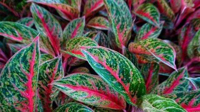 Salah satu varietas tanaman Aglaonema-Shutterstock Images