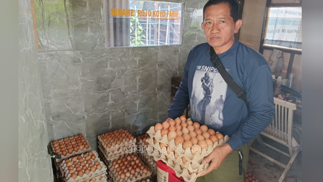 Harga Telur Anjlok, Pengepul Telur Gayatri di Bojonegoro Berkeluh Berharap Pemkab Bangun Pabrik Tepung Telur
