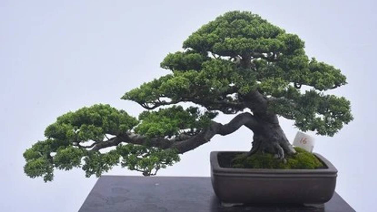 Panduan Praktis Menanam Dan Merawat Bonsai