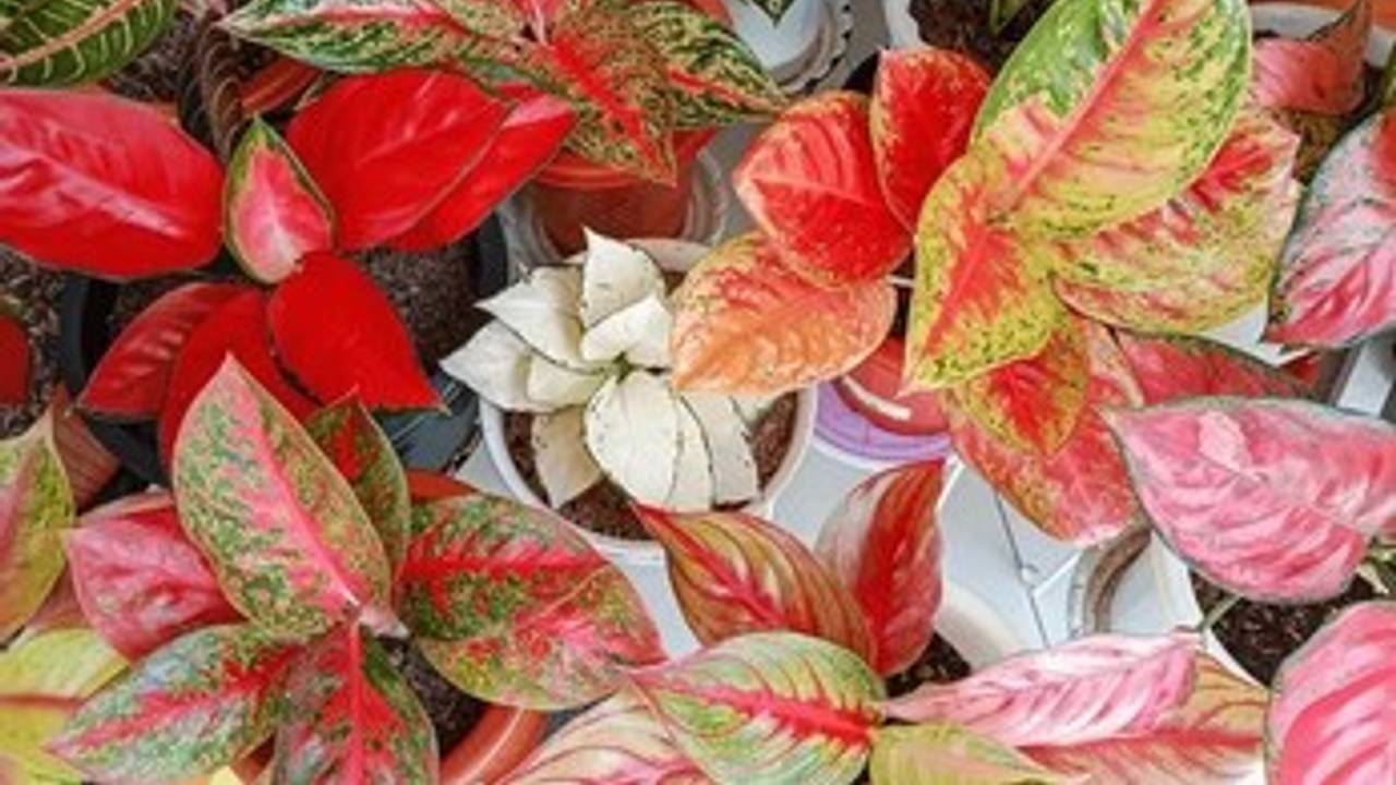 Cara Menanam dan Merawat Tanaman Aglaonema