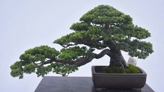 Panduan Praktis Menanam Dan Merawat Bonsai