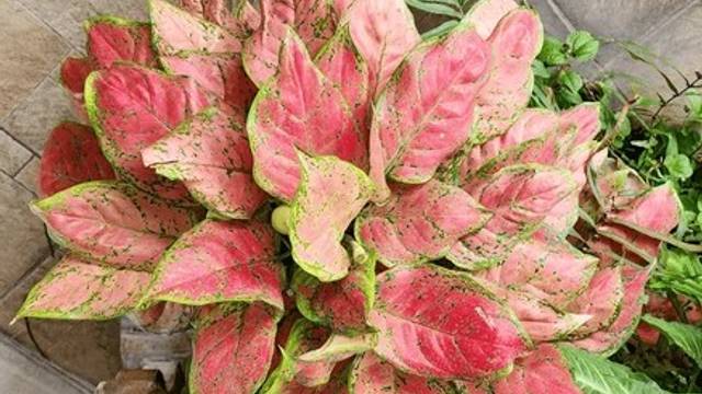  Varietas Aglaonema 'Pink Dalmatian'-(Shutterstock Images)