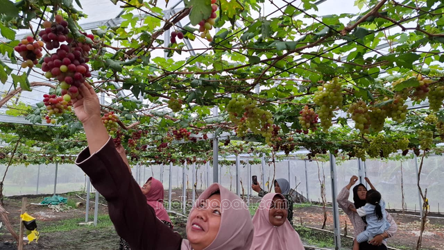 keceriaan pengunjung memetik buah anggur langsung dari npohonnya, Minggu (14/12). Foto : Rinna H.
