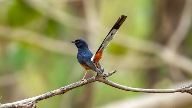 Burung Murai Batu atau Kucica Hutan (Shutterstock Images)