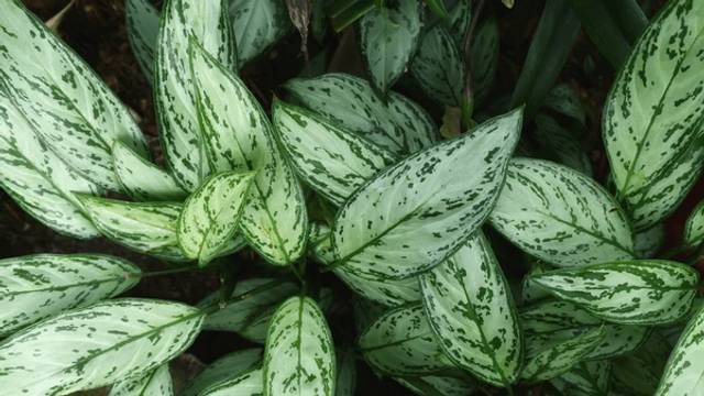 Varietas Aglaonema 'Silver Bay' (Shutterstock Images)