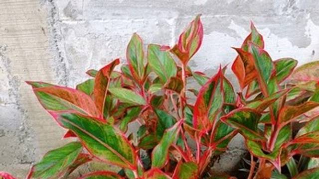 Varietas Aglaonema 'Siam Aurora Red'-(Shutterstock Images)