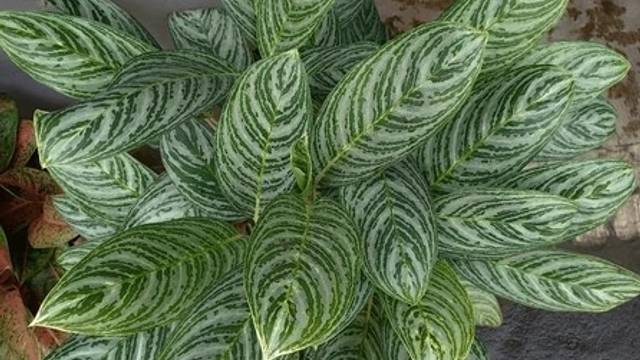 &nbsp;Varietas Aglaonema 'Emerald Beauty'-(Shutterstock Images)