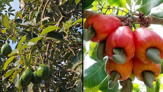 Dorong Ekonomi Warga, Pemkab Bojonegoro Siapkan Bantuan Bibit Pohon Alpukat dan Jambu Mete