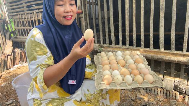 Anggota kelompok Tani Jengkar Mandiri saat panen telur. Foto : dok./Rinna H.