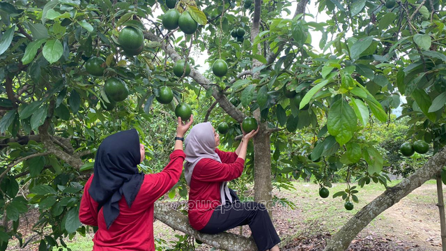 Yuk Coba Destinasi Kebun Alpukat Wonocolo di Bojonegoro, Petik Buah dari Pohon